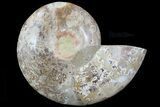 Choffaticeras Ammonite Half #81280-1